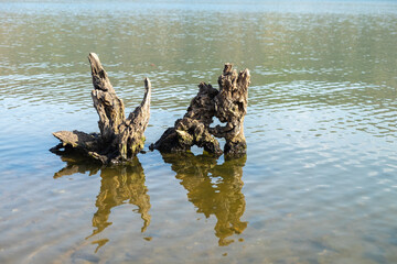 Trunk of an old tree floating on the shore of a lake with calm water