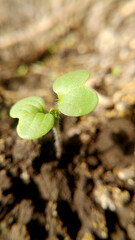 sprout arugula growing in the soil