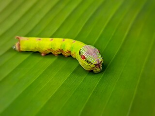 green caterpillar on a leaf