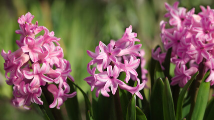 Pink Hyacinth (Hyacinthus orientalis) blooms in the garden in May. Lush blooming flower of pink purple Hyacinth. Spring floral background. Greeting card. Selective focus. First spring flowers. 