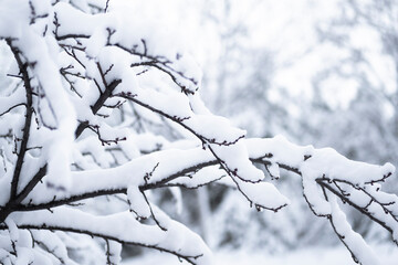 Tree branches covered with snow in bright sunlight. winter season in Ankara. Selective focus branch