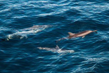 Long nose spinner dolphins in Bunaken Marine Park, Indonesia