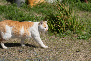 歩く猫　茶白猫