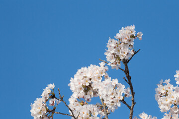 満開の桜