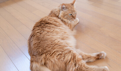 くつろぐ猫　茶トラ猫