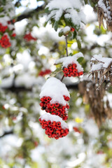 Rowan, Rowanberry, European Mountain Ash, Quickbeam, Witch Wiggin Tree, Keirn. Sorbus aucuparia. Snowy Winter day. Selective Focus berrys