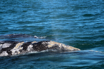 Naklejka premium Gray whale watching in Mexico, Baja California Sur