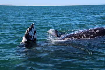 Gray whale watching in Mexico, Baja California Sur