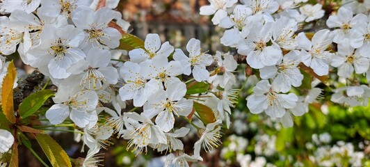 Wild Cherry bloom