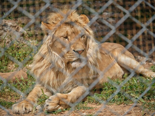 Fototapeta na wymiar Portrait of a beautiful lion