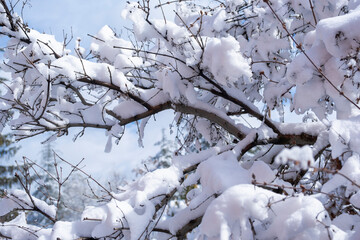 Tree branches covered with snow in bright sunlight. winter season in Ankara. Selective focus branch