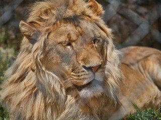 Portrait of a beautiful lion