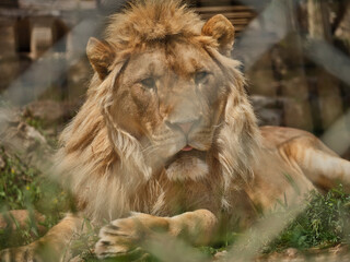 Portrait of a beautiful lion