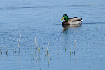 Wilde eend - Wild duck