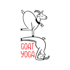 Goat yoga exercise trend illustration of farm animal. New fitness style concept isolated on white background.