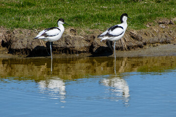 Kluut - Pied avocet