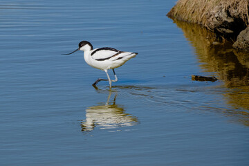 Kluut - Pied avocet