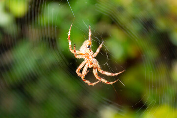 araña en su telaraña