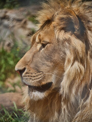 Portrait of a beautiful african lion