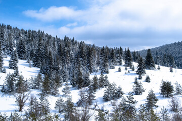 Bolu Yeniçaga location, on the Istanbul - Ankara road. a winter landscape with snow-covered forests and blue sky