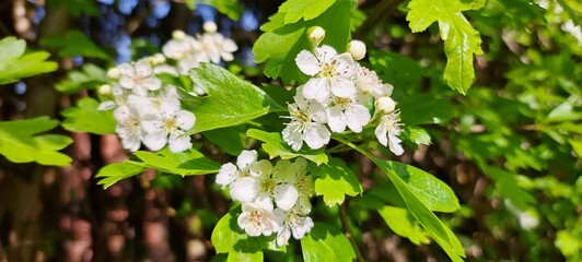 English Hawthorn Flower