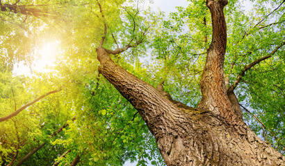 Fototapeta na wymiar Old giant linden tree with fresh young foliage.
