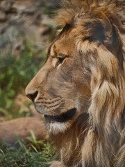 Portrait of a beautiful lion