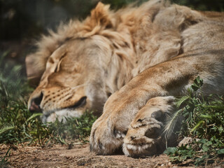 Naklejka na ściany i meble a sleeping beautiful african male lion