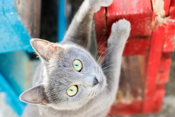 Photographie chat