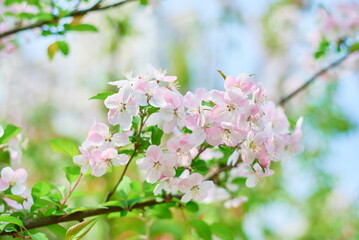 pink begonia flowers blooming in spring