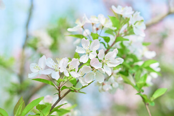 Obraz na płótnie Canvas white begonia flowers blooming in spring