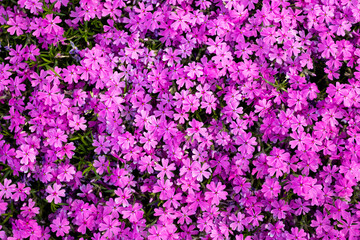 Purple flower garden background. natural texture
