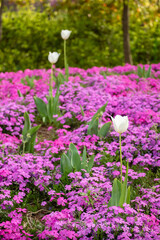 Obraz premium white flowers blooming in the garden