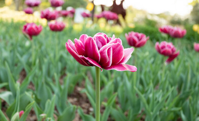 Obraz premium pink flowers blooming in the garden