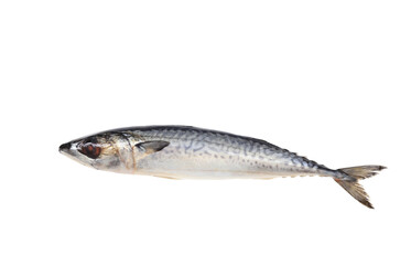 saba fish or mackerel in raw fresh on white background for sea food editing work. object background with clipping path.