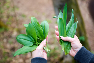 Wild garlic (Allium ursinum) and poisonous Autumn crocus (Colchicum autumnale) 
Woman harvesting...