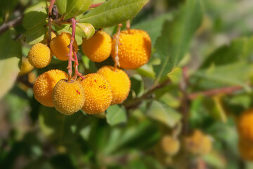 Bright orange delicious berries of a rare exotic plant of the Arbutus tree in the family Ericaceae....
