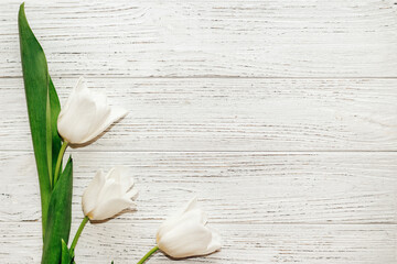 Bouquet of white tulips on a wooden white background, space for text.