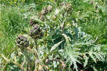 Field of Sardinian spiny artichokes. Fresh green and purple organic artichoke in harvest season. Sardinia, Italy