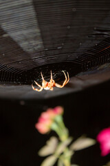 araña