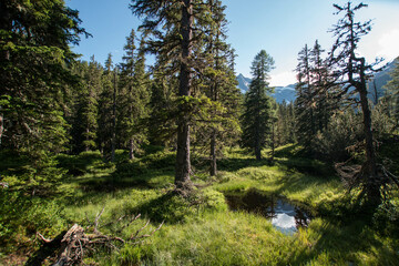 Fototapeta na wymiar A forest clearing in Rauris, Austria
