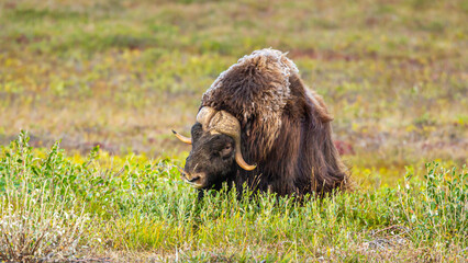 Musk Ox (Ovibos moschatos) on the tundra of the North Slope in Alaska