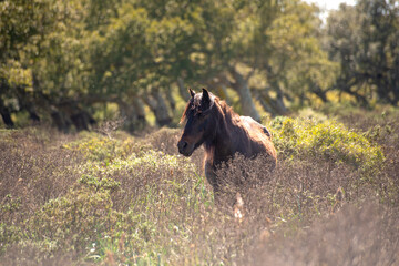 Giara horse (Equus ferus caballus) or Achetta pony in the cork oak forest, Giara di Gesturi,...
