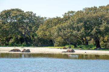 typical small lakes of the Giara called Paulis with spring flowering of the flowers of Ranunculus aquatilis (buttercups). Giara upland, Sardinia, Italy