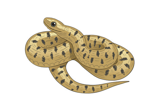 tan snake with black spots coiled clip art preview