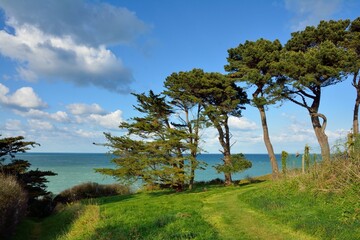 Fototapeta na wymiar Tree pines and sea in Brittany France