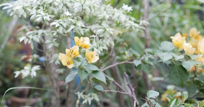 Yellow elder , Yellow trumpetbush , Trumpetbus . 