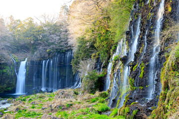 初春の白糸の滝　静岡県富士宮市　Shiraito Falls in early spring. Shizuoka-ken Fujinomiya city.