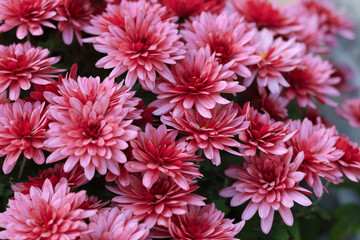 Pink Chrysanthemums in the autumn garden .Background of many small pink flowers of Chrysanthemum. Beautiful autumn flower background. Chrysanthemums Flowers blooming in garden at spring day. 