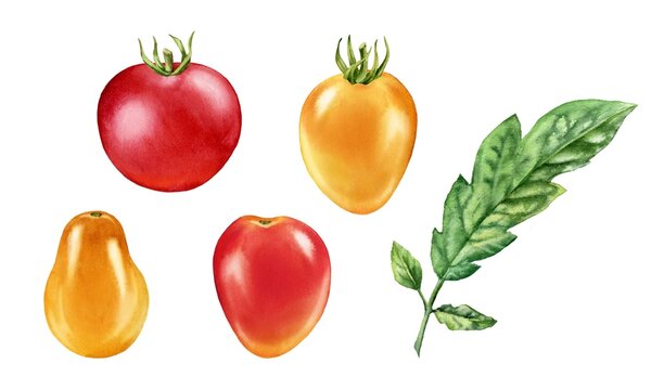 Watercolor cherry tomatoes. Ripe fruits collection of different colours and shapes. Realistic botanical painting with fresh red and yellow vegetables. Hand drawn food design elements